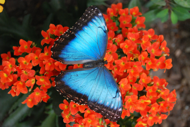 Garten der Schmetterlinge
